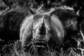Wildlife 03 – Fine Art Print 70 × 100 cm av Anders Jorulf