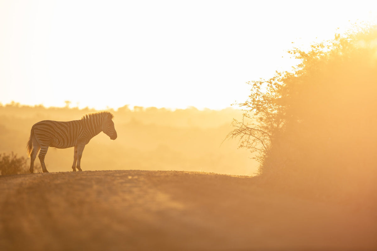 Wildlife 04 – Fine Art Print 70 × 100 cm av Anders Jorulf