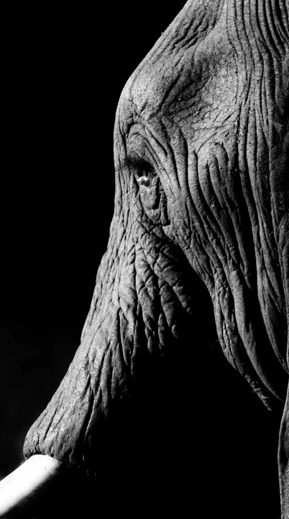 Wildlife 05 – Fine Art Print 70 × 100 cm av Anders Jorulf