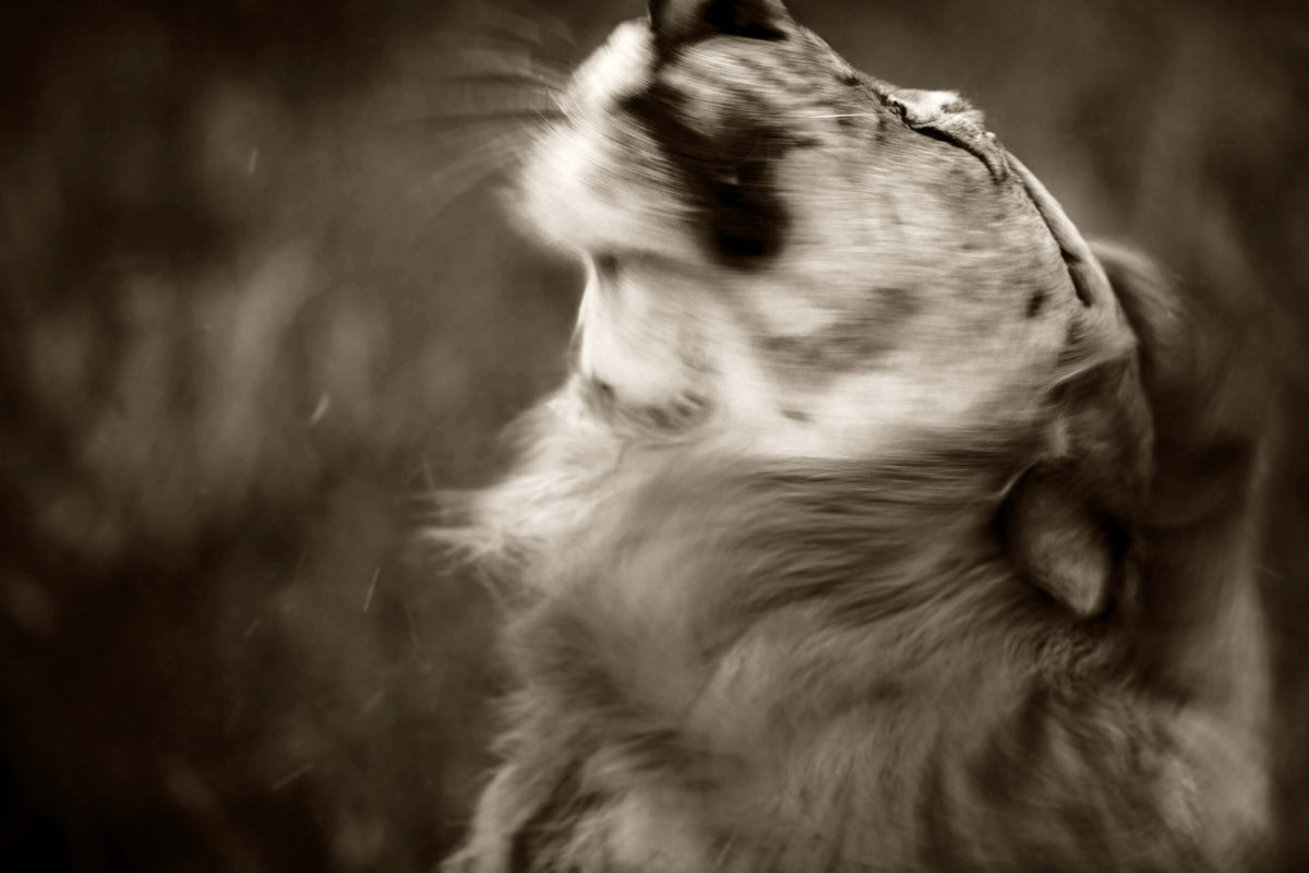 Wildlife 06 – Fine Art Print 70 × 100 cm av Anders Jorulf