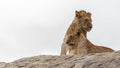 Wildlife 07 – Fine Art Print 70 × 100 cm av Anders Jorulf