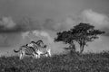Wildlife 08 – Fine Art Print 70 × 100 cm av Anders Jorulf