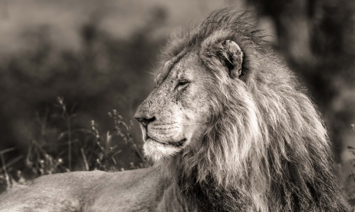 Wildlife 09 – Fine Art Print 70 × 100 cm av Anders Jorulf
