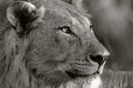 Wildlife 10 – Fine Art Print 70 × 100 cm av Anders Jorulf