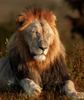 Wildlife 11 – Fine Art Print 70 × 100 cm av Anders Jorulf