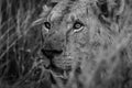 Wildlife 12 – Fine Art Print 70 × 100 cm av Anders Jorulf
