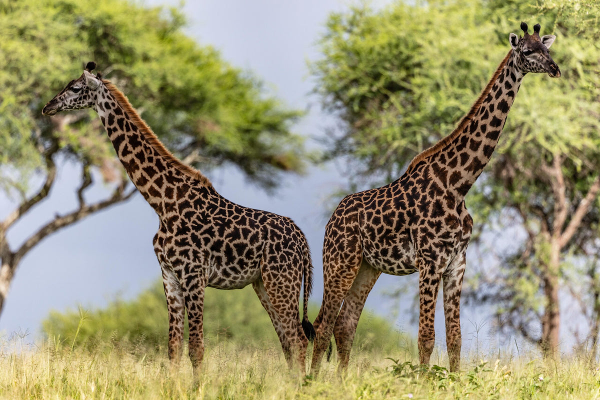 Wildlife 13 – Fine Art Print 70 × 100 cm av Anders Jorulf