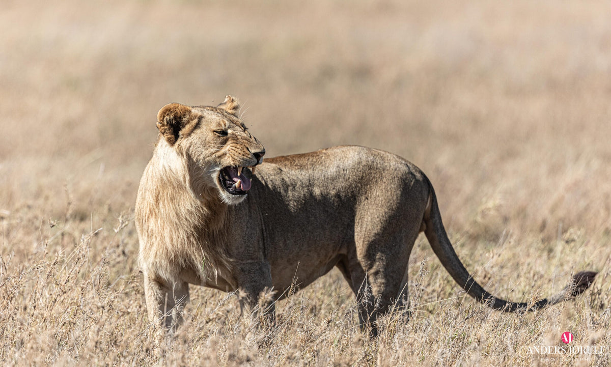 Wildlife 14 – Fine Art Print 70 × 100 cm av Anders Jorulf