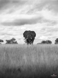 Wildlife 15 – Fine Art Print 70 × 100 cm av Anders Jorulf