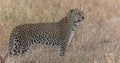 Wildlife 16 – Fine Art Print 70 × 100 cm av Anders Jorulf
