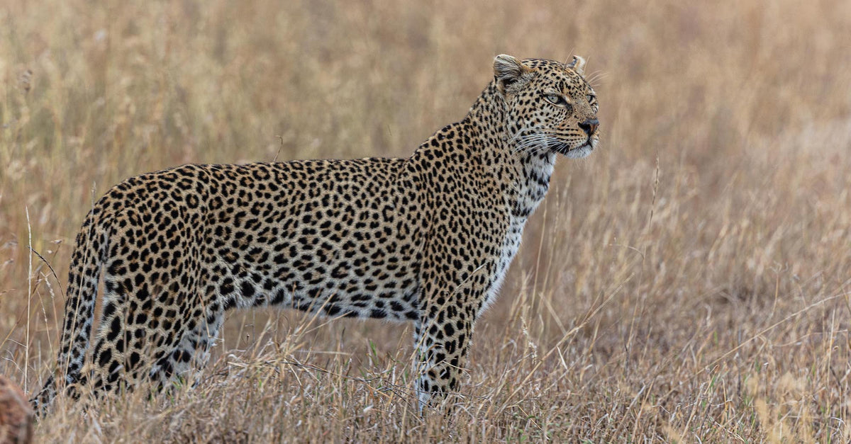 Wildlife 16 – Fine Art Print 70 × 100 cm av Anders Jorulf