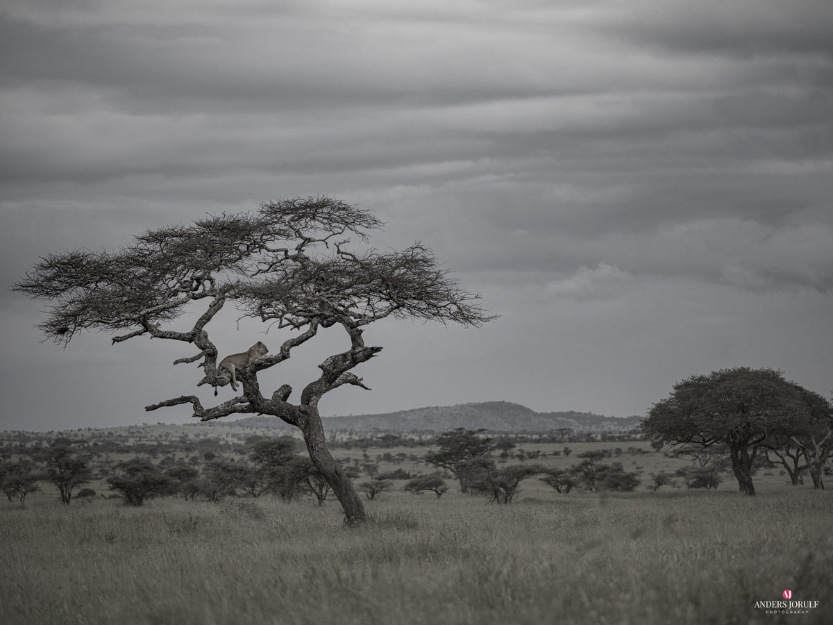 Wildlife 17 – Fine Art Print 70 × 100 cm av Anders Jorulf