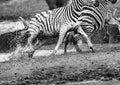 Wildlife 18 – Fine Art Print 70 × 100 cm av Anders Jorulf
