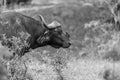 Wildlife 19 – Fine Art Print 70 × 100 cm av Anders Jorulf