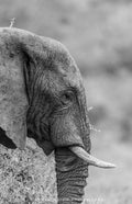 Wildlife 22 – Fine Art Print 70 × 100 cm av Anders Jorulf