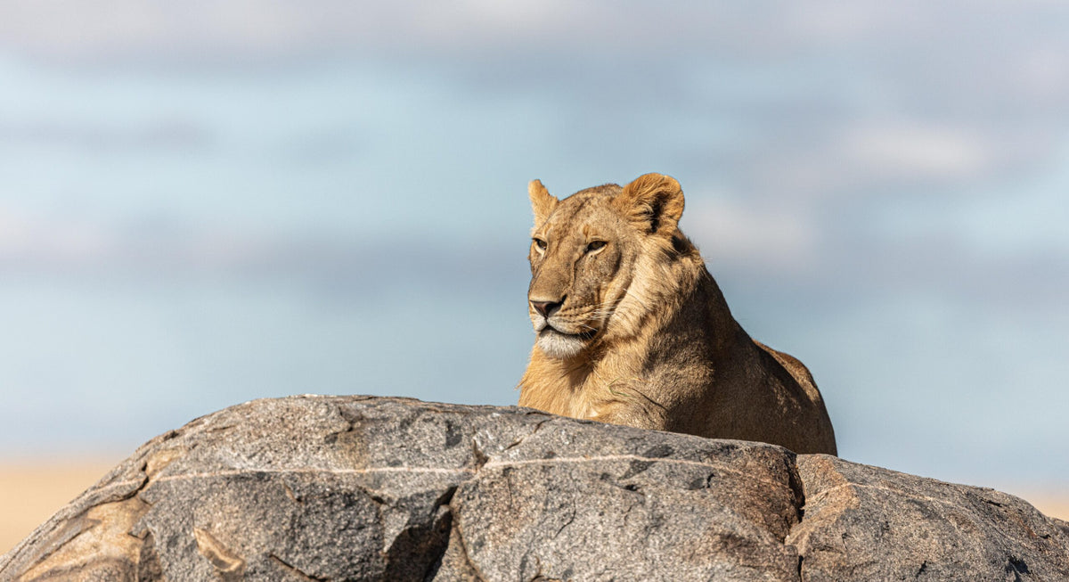 Wildlife 23 – Fine Art Print 70 × 100 cm av Anders Jorulf