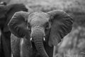 Wildlife 25 – Fine Art Print 70 × 100 cm av Anders Jorulf