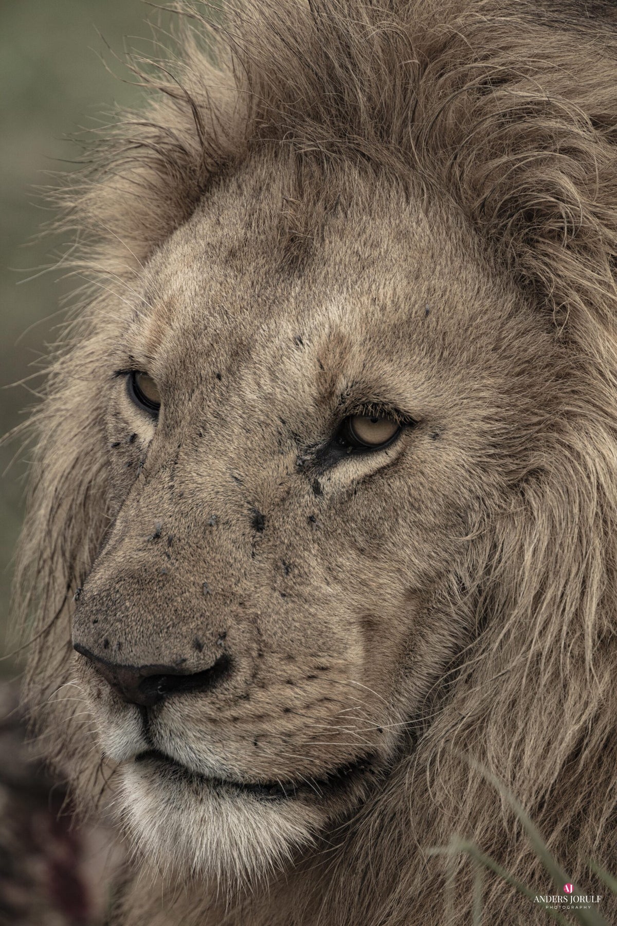 Wildlife 26 – Fine Art Print 70 × 100 cm av Anders Jorulf
