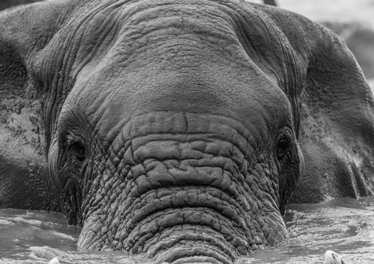 Wildlife 27 – Fine Art Print 70 × 100 cm av Anders Jorulf