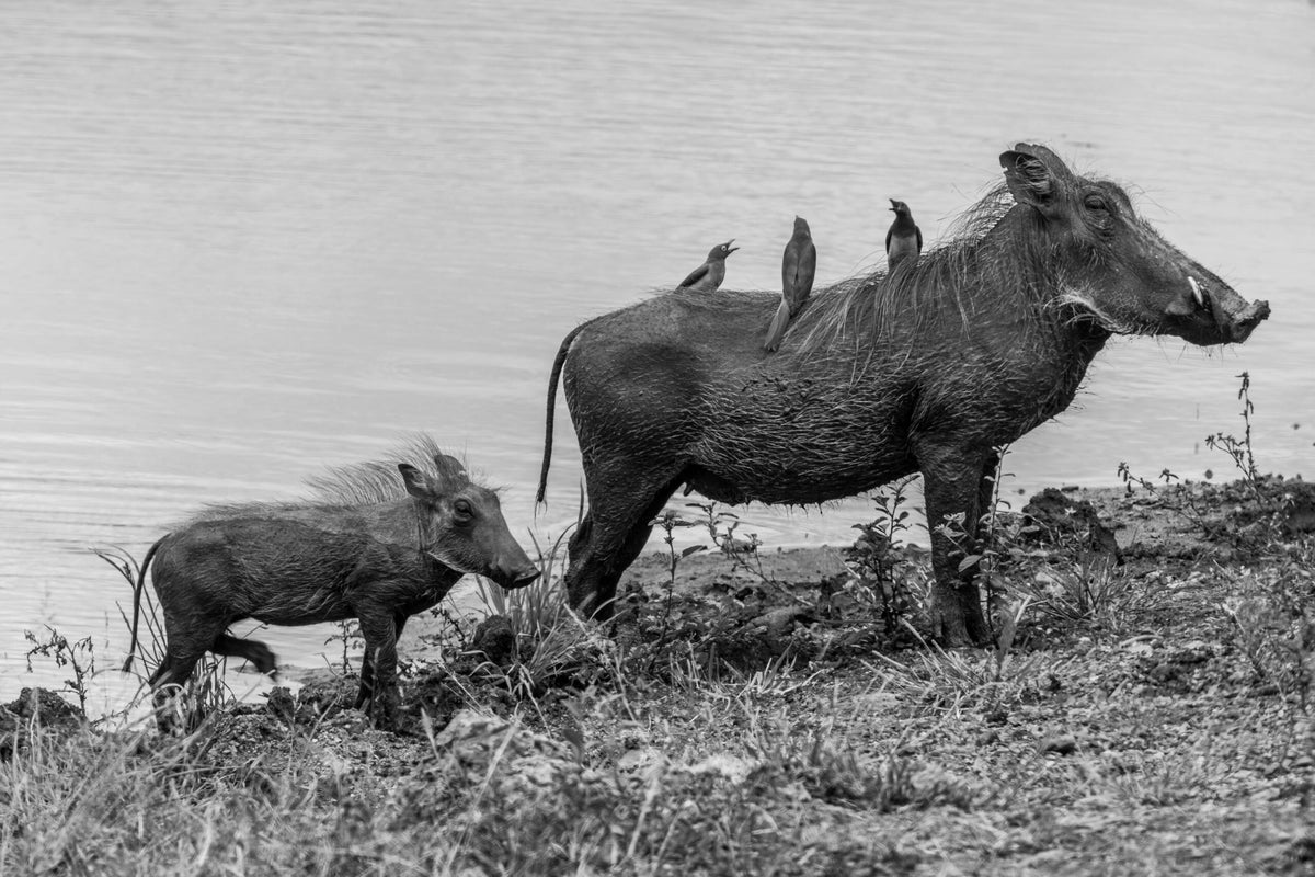 Wildlife 28 – Fine Art Print 70 × 100 cm av Anders Jorulf