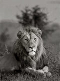 Wildlife 29 – Fine Art Print 70 × 100 cm av Anders Jorulf