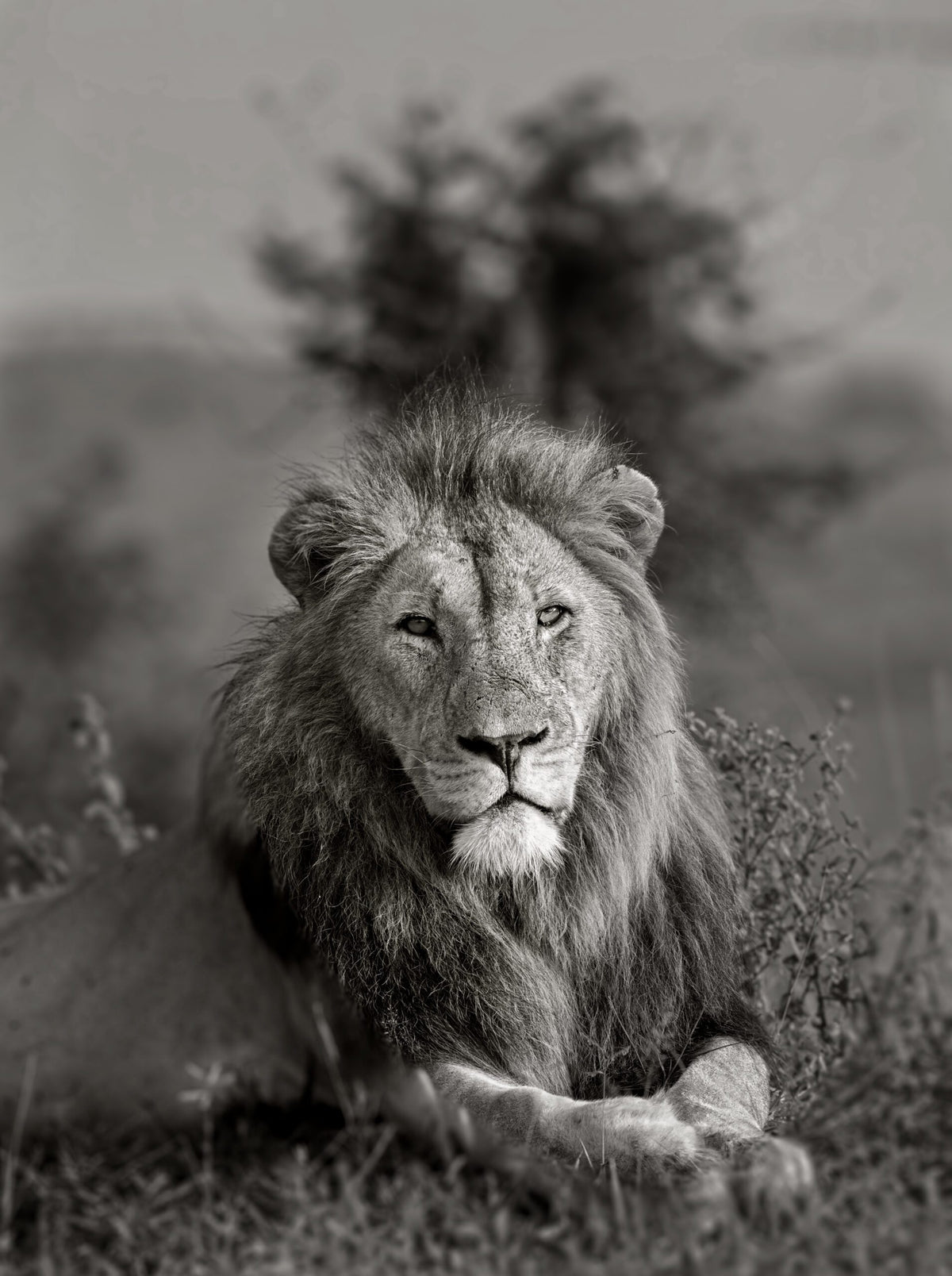 Wildlife 29 – Fine Art Print 70 × 100 cm av Anders Jorulf