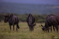 Wildlife 30 – Fine Art Print 70 × 100 cm av Anders Jorulf