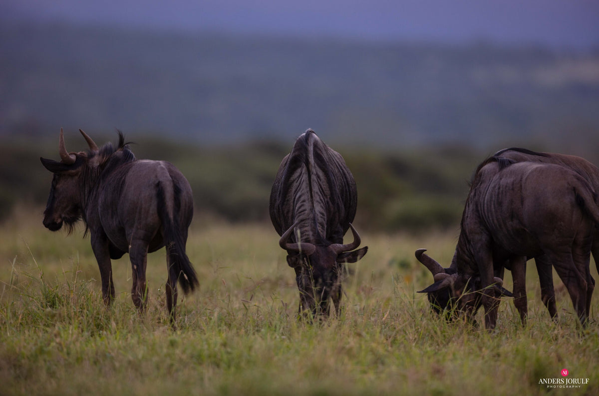 Wildlife 30 – Fine Art Print 70 × 100 cm av Anders Jorulf