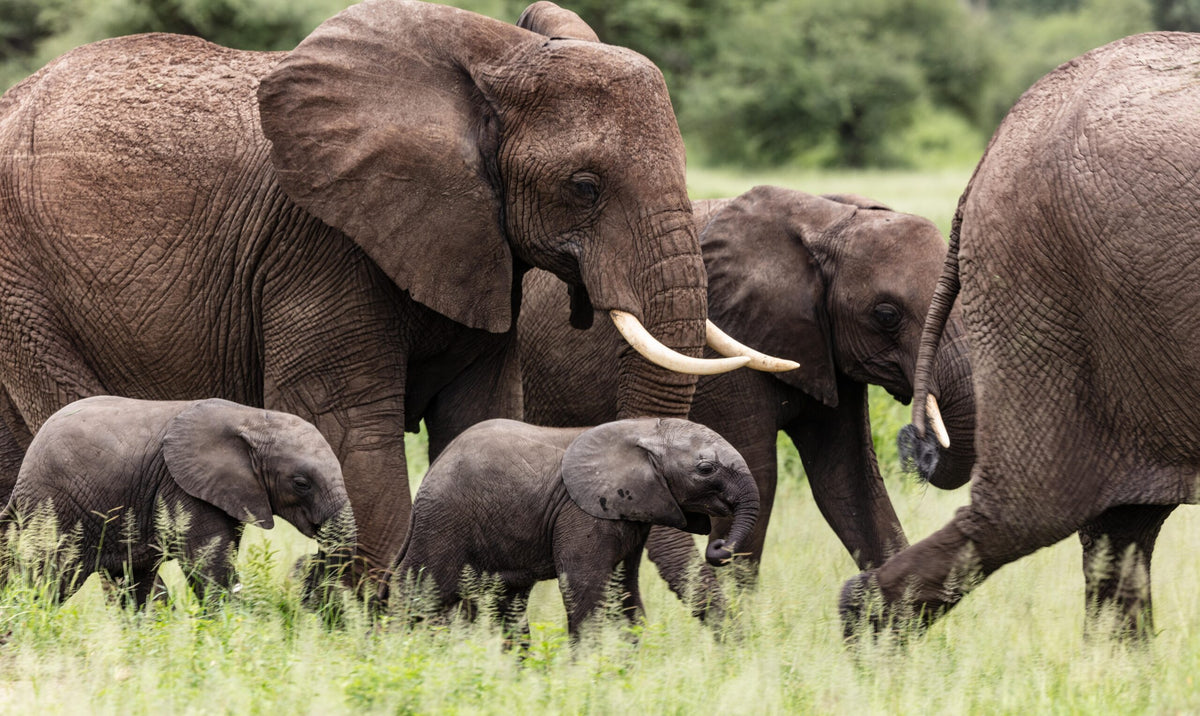 Wildlife 32 – Fine Art Print 70 × 100 cm av Anders Jorulf