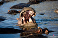 Wildlife 34 – Fine Art Print 70 × 100 cm av Anders Jorulf