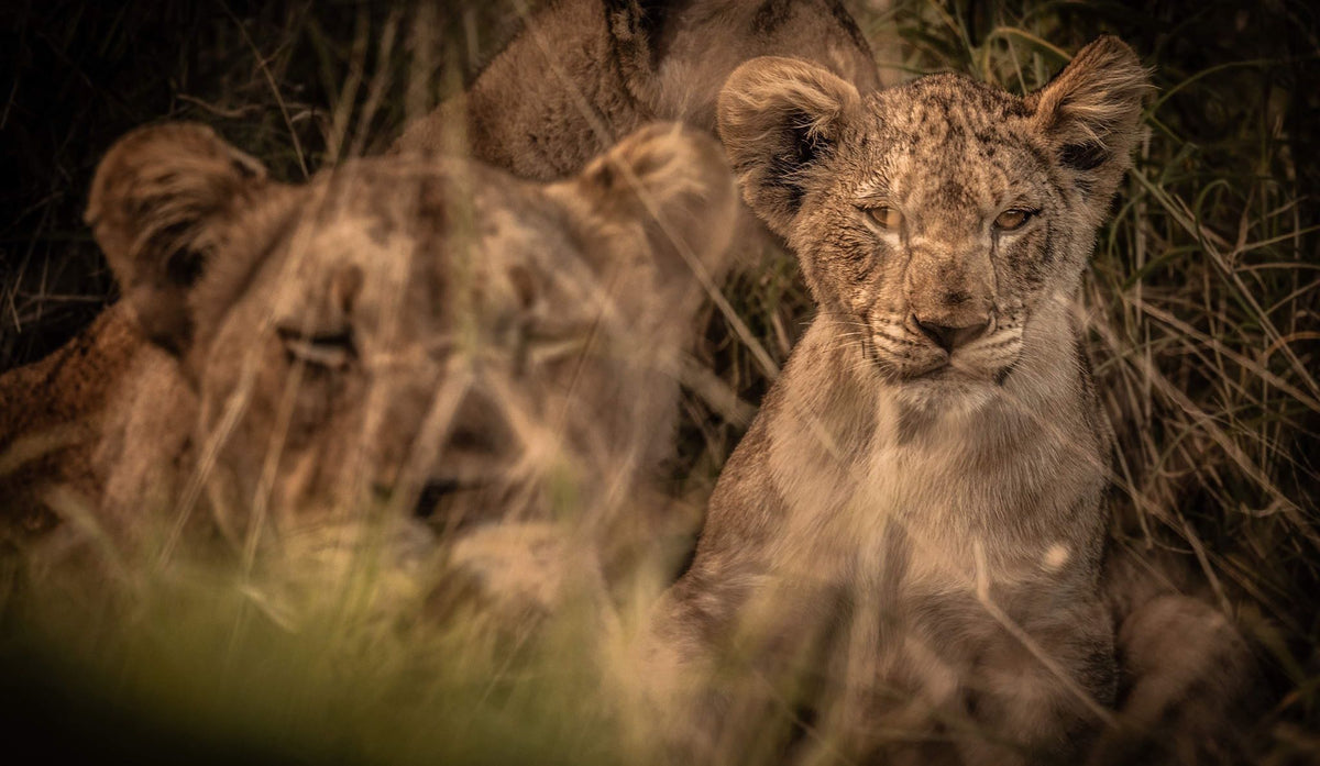 Wildlife 36 – Fine Art Print 70 × 100 cm av Anders Jorulf